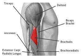 beneath the biceps brachii muscle Its distal
