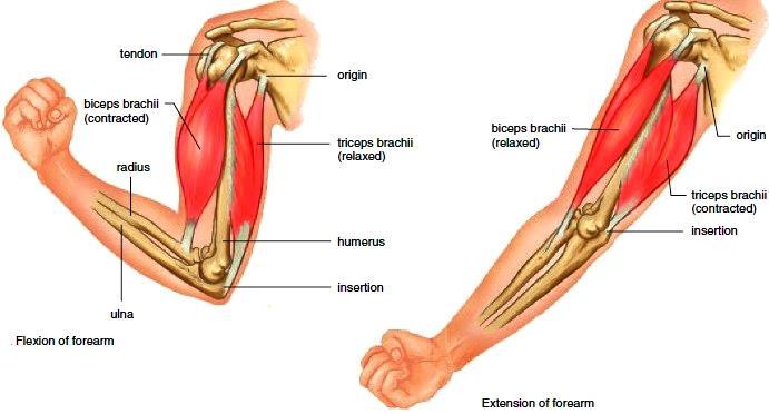 Main flexor of the forearm The only pure flexor, producing the greatest amount of flexion
