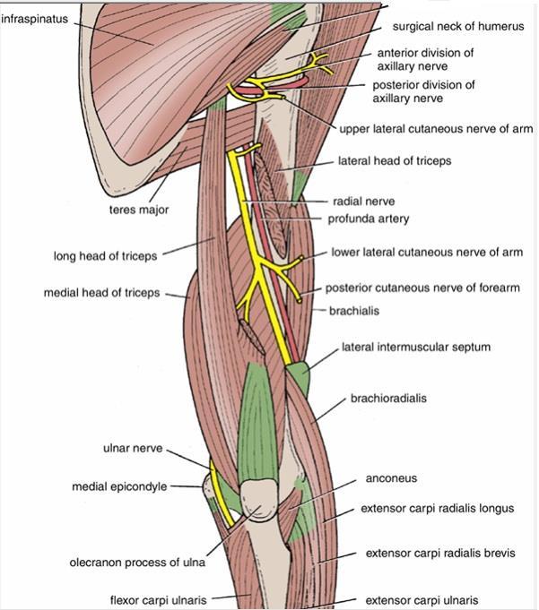A tap on the tendon of triceps