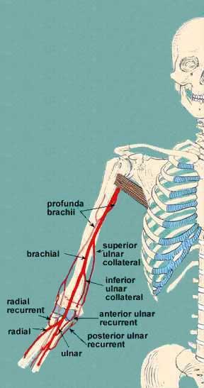 The major artery of the arm Found in the anterior compartment Continuation of axillary artery at the lower border of