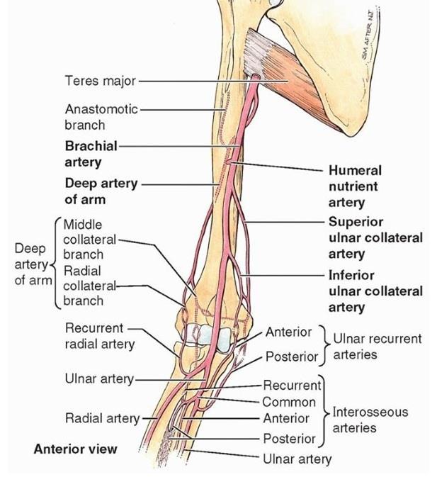 Proximal arm lies on the medial side. Distal arm, it moves laterally.