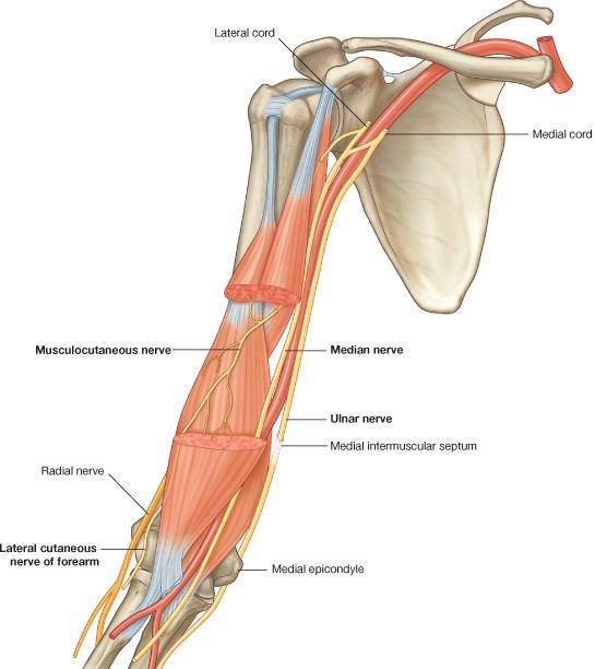 Leaves the axilla and enters the arm by passing through the coracobrachialis