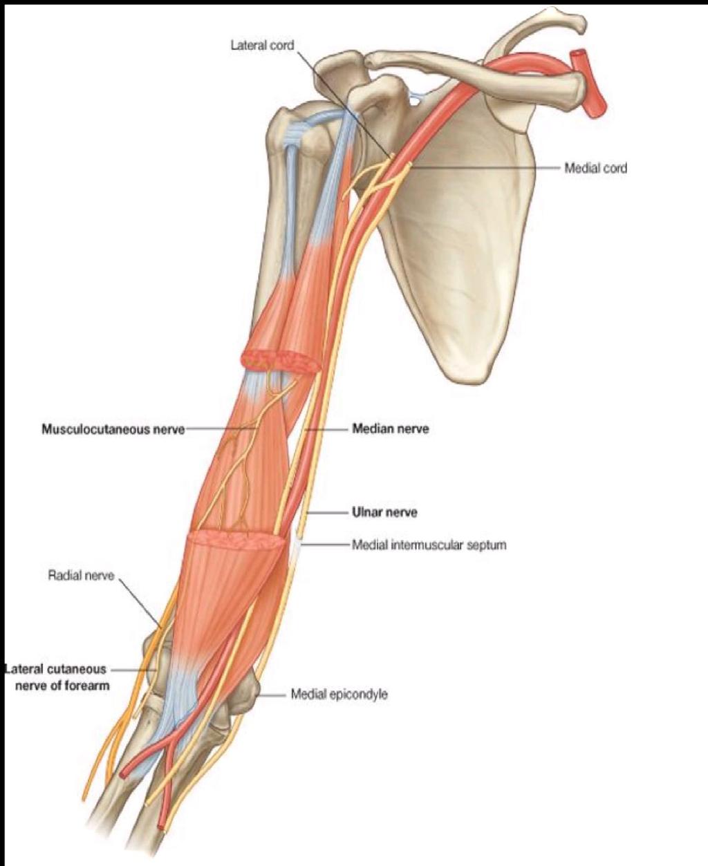 Through coracobrachialis Diagonally down the arm in the plane between biceps brachii & brachialis Emerges laterally to tendon of biceps brachii @ the elbow