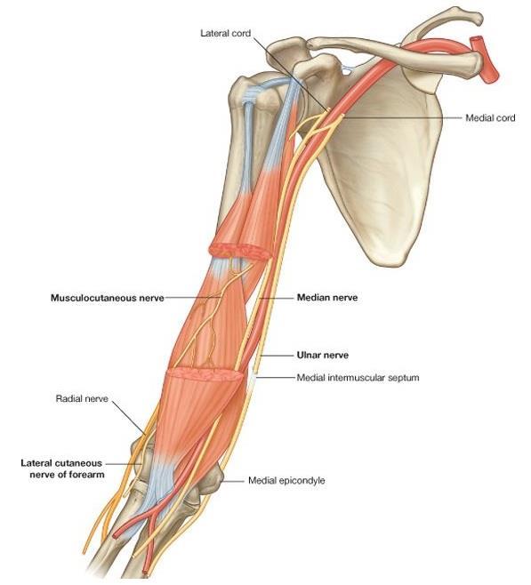 Enters the arm with the median nerve and axillary artery.