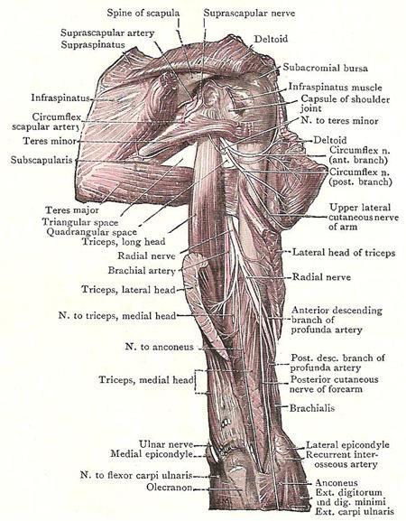 Supplies all the muscles in the posterior compartment of the arm (and forearm).