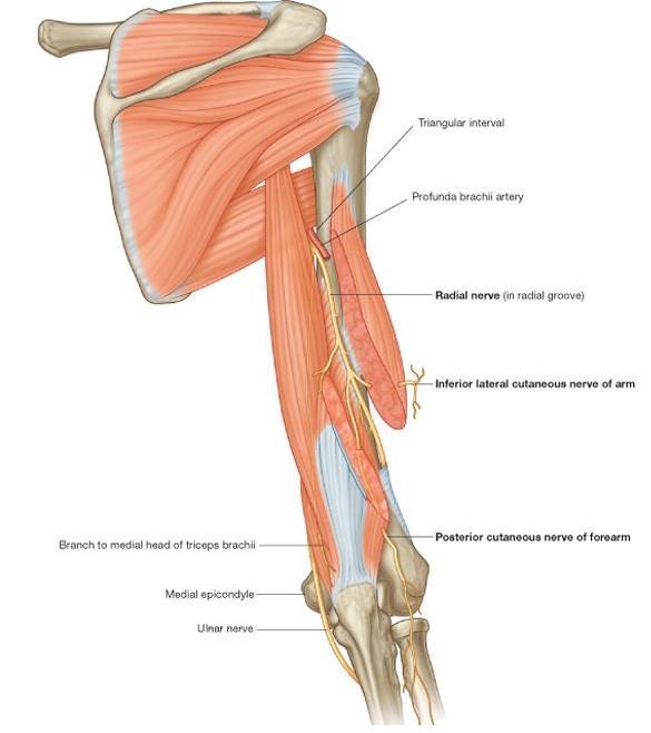 Cutaneous branches Inferior lateral cutaneous nerve of arm skin over lateral & anterior aspects of the lower part of the arm.