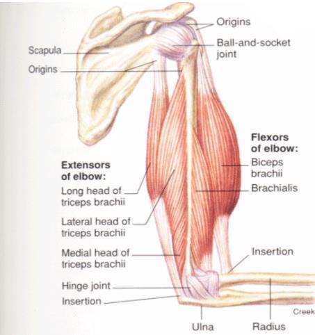 Anterior compartment of the arm coracobrachialis, brachialis, and biceps brachii muscles innervated