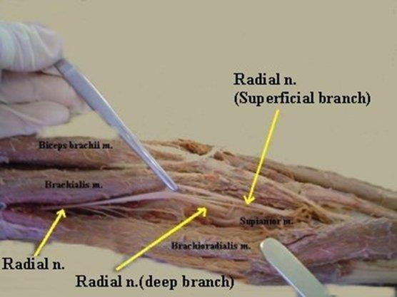 & articular) Superficial branch