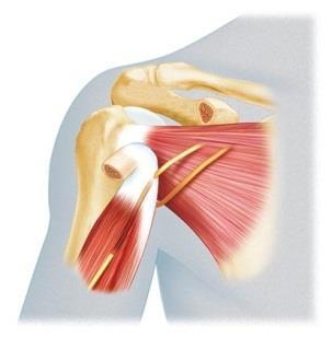 An elongated muscle in the superomedial part of the arm.