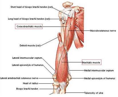 musculocutaneous nerve pierces it distal part of its