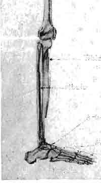 THE SKELETAL SYSTEM 47 In the cat the ischium and pubis on either side join in the midventral line to form a fibrocartilaginous connection, the