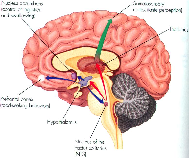 Lateral Hypothalamus 19 Wide-spread connections in the brain Damage = no eating Aphagia Stimulation = increase eating & eating responses even without