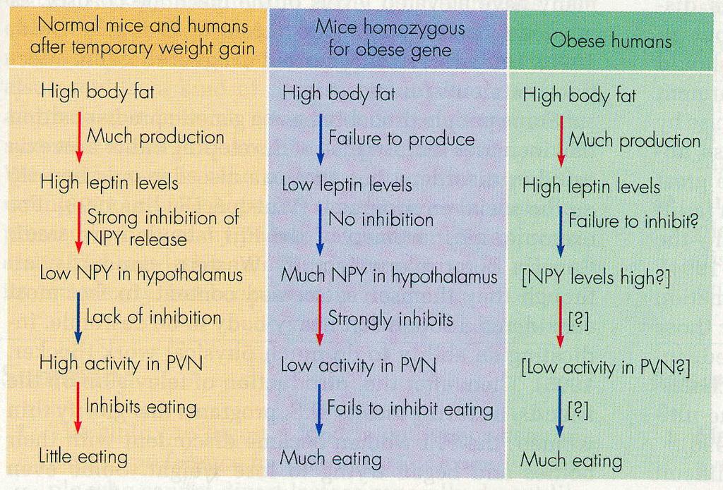 gene, body loses fat feedback signal Leptin injections = weight loss Zucker Rats Most obese humans have plenty of leptin Receptor or feedback pathway deficit