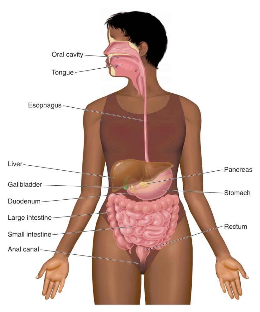 Digestive System 9 Stomach - Vagus Nerve stomach distension (fullness) - Splanchnic Nerve nutritional value (contents)
