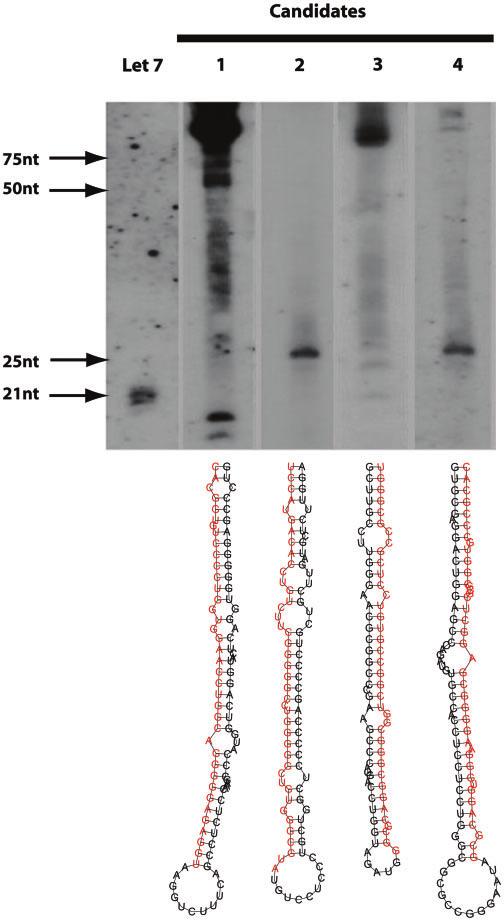 Nucleic Acids Research, 2009, Vol. 37, No. 10 3285 Figure 7. Northern blot analysis shows a specific signal for all 4 mirna gene candidates.