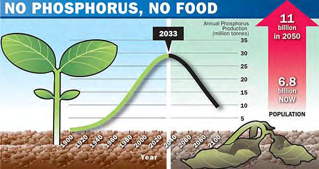 The Phosphorus Cycle Phosphorus (P) The Fuel of Life Phosphorus Losses: - P leaching losses are low.