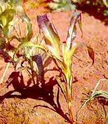 Seed formation & viability Soluble phosphate fertilisers often