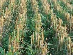 Stubble Digestion to Increase Phosphorus Stubble contains masses of food which can be utilised to