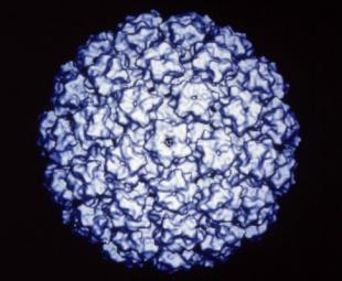 HPV Prophylactic Vaccines Recombinant L1 capsid proteins that form virus-like particles Non-infectious and