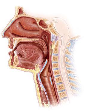 H&N Squamous Cell Carcinomas Nose/Paranasal Sinuses Nasopharynx Oral Cavity