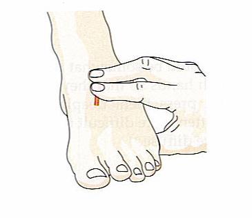 Dorsalis Pedis Pulse Feel the dorsum of the foot just lateral to