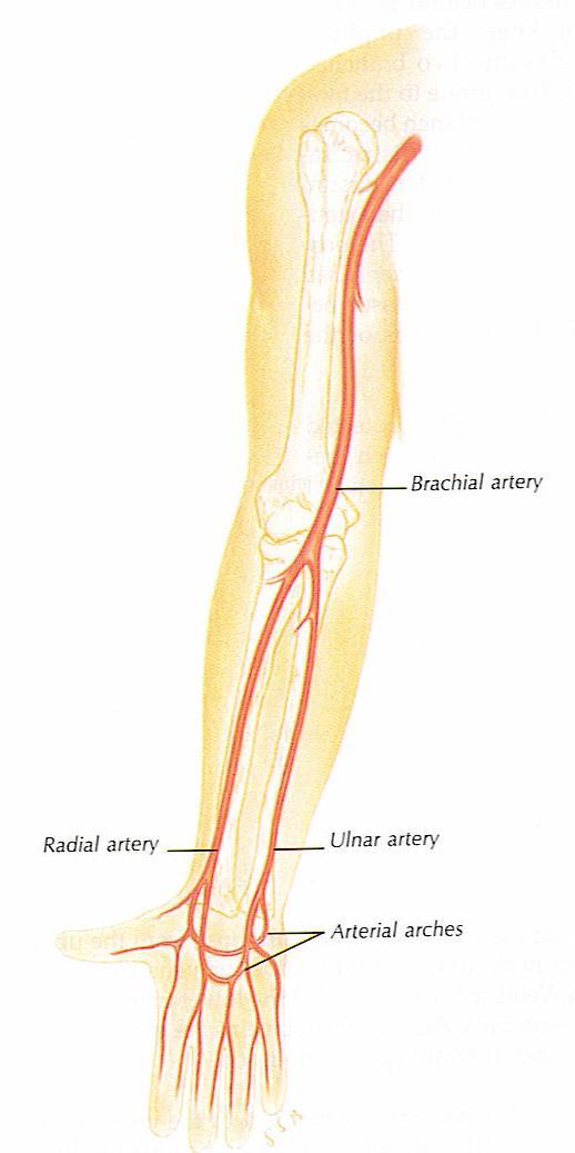 Arteries Arterial pulses are palpable when an artery lies close to the body