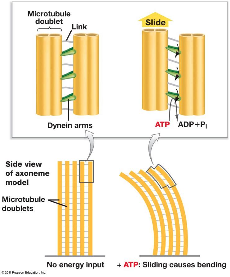 Flagellar movement: Dynein Eukaryo/c Cytoskeleton h=p://www.uic.