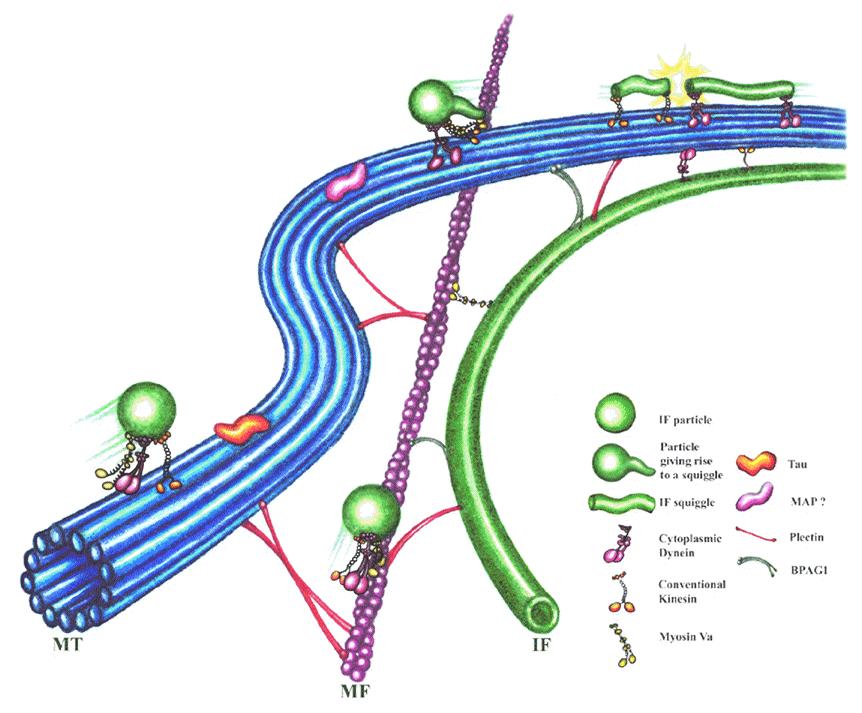 jpg Microtubules Review Microtubules are responsible for vesicle transport railroad tracks