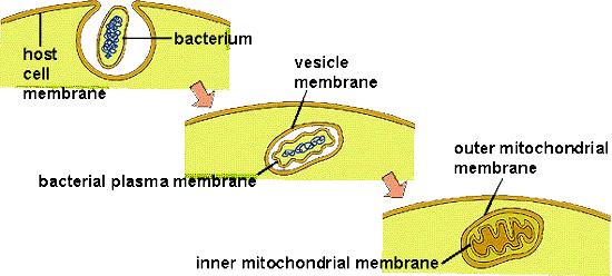 Phagocytosis and endosymbiosis The double membrane of mitochondria is more evidence of their
