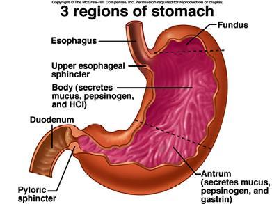 Requirements for Digestion and Absorption in the Small Intestine Slow delivery of