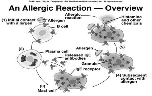 The Allergic Reaction Sensitization An Allergic Reaction IgE production Arming of mast cells Release of mediators Clinical effects 27 28 Mechanism of Allergic Reaction in Rhinitis Allergens Mast