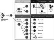 11.9.2014 T-celični in B-celični limfomi Razvoj B limfocita PMC Pluripotentna matična celica MMC-L Multipotentna matična celica limfatične vrste ALL pre-b zgodnji-b limfocit nezreli B-limfocit KLL