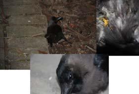 During early 2011 there were three major mortality events in crows. H5N1 of clade 2321 2.3.2.1 was identified.