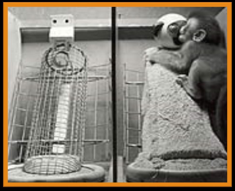 Harry Harlow- Social/Emotional Development Rhesus monkeys Wire vs.