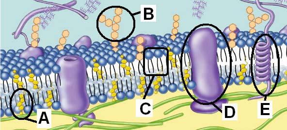Part I: Short answers 1. Membrane proteins have a variety of functions. State four membrane protein functions. A. B. C. D. Part II: Label the components 2.