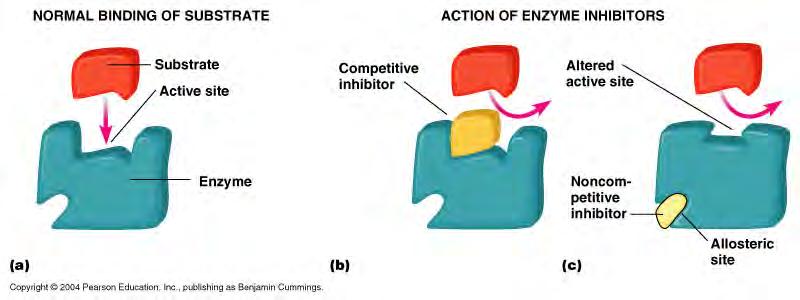 -binding of inhibitor to the allosteric site causes a shape change in the whole enzyme such that substrate no longer fits in the active site = allosteric inhibition -a reversible allosteric inhibitor