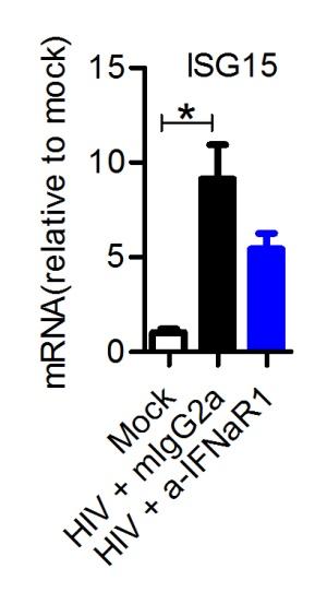Humanized mice infected with were treated with α-ifnar1 mab or isotype control(migg2a) twice a week from 6 to 10 wpi.