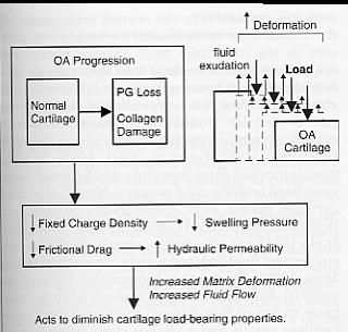 OA Articular Cartilage Proteoglycan loss results in an inability to hold on to