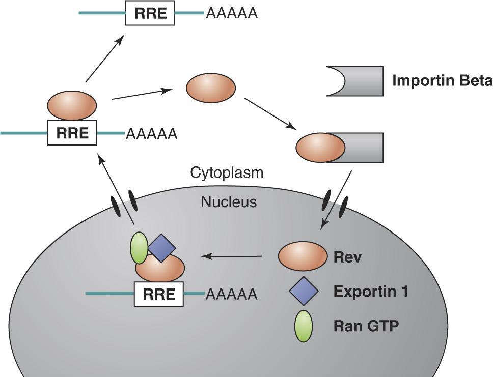 Genes and proteins The Rev (regulator of expression of virion proteins) protein mediates cytoplasmic transport of viral mrnas that code for HIV-1