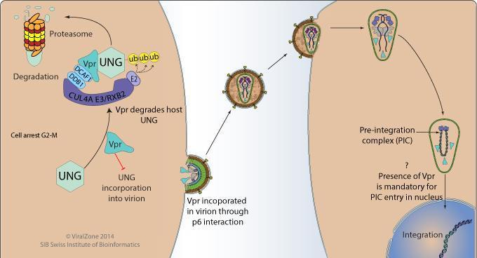Genes and proteins The Vpr (virion protein R) protein enhances HIV-1 replication at multiple levels - Helps to transport