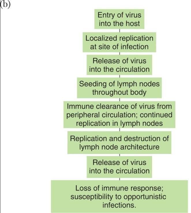 opportunistic infections - Three phases of disease: