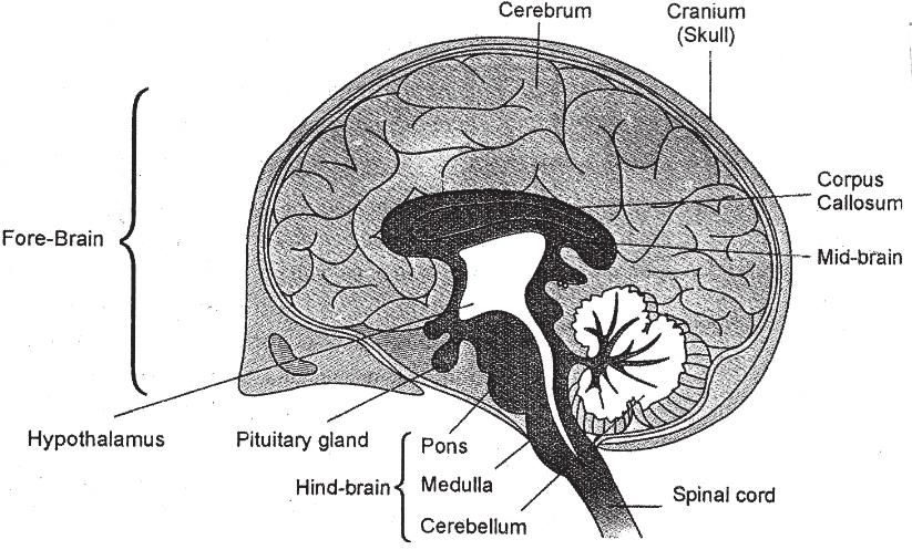 Human Brain Human brain has three major parts or regions a) Forebrain b) Mid Brain c) Hind Brain FOREBRAIN Most complex/specialized part of the brain is CEREBRUM FUNCTIONS : 1.