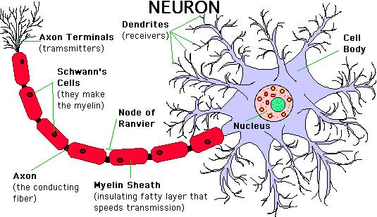 ervous transmission consists of various structures: Part Function Cell body Contains the nucleus (located in the CNS) Dendron Thin fibre which carries impulses towards the cell body Axon Thin fibre