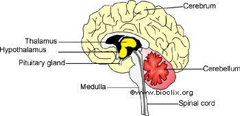 Biology Form 5 Page 9 Ms. R. Buttigieg Cerebrum cerebral hemispheres This consists of two sides, the right and left cerebral hemispheres joined by the corpus collasum.