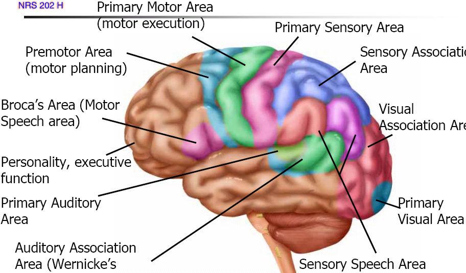 Functions: - Receives various impulses from different sense organs, sorts them out and sets off an appropriate response Enables us to learn as the cerebrum can store information.