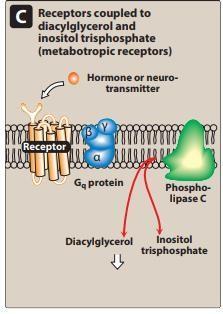 Rather, the receptor signals its recognition of a bound neurotransmitter by initiating a series of reactions that ultimately