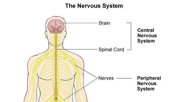 In this sheet the following concepts will be covered: 1. Divisions of the nervous system 2. Anatomy of the ANS. 3. ANS innervations. 4. Reflex regulations of the ANS. 5.