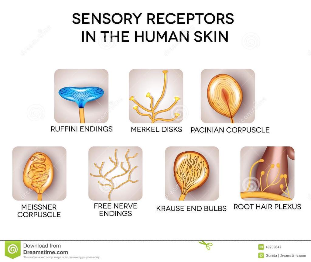 REVISION Considering the structure-functionlocation relationships of sensory receptors, comment on what