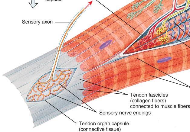 2. Golgi tendon organs o Structure: encapsulated bundle of collagen fibers laced with