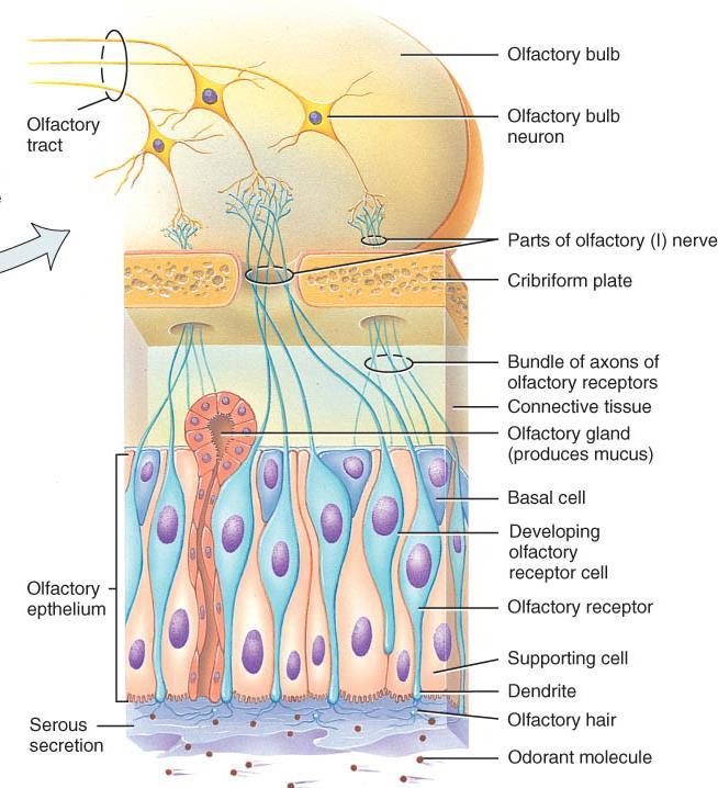ANATOMY OF OLFACTION (SMELL) o Receptors: first-order, bipolar neurons in the nasal epithelium in the superior portion of the nasal cavity of the olfactory pathway.